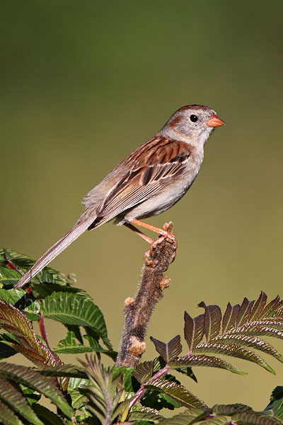Field Sparrow Sparrow © Russ Chantler